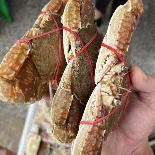 东山县拥剑梭子蟹 扁蟹肉蟹新鲜活冻壳薄肉多头餐厅酒店批发一手货源