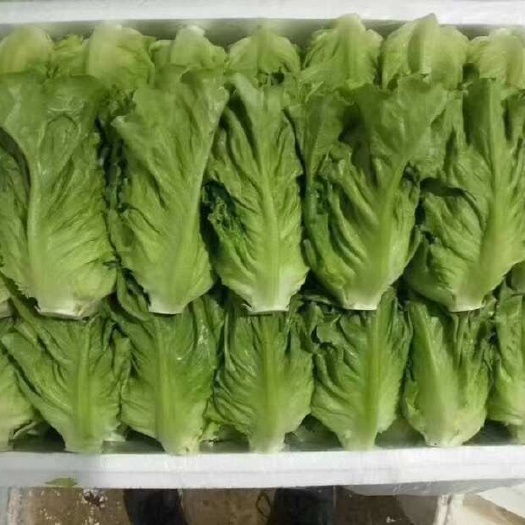 昆明昆明意大利生菜，产地一手货源