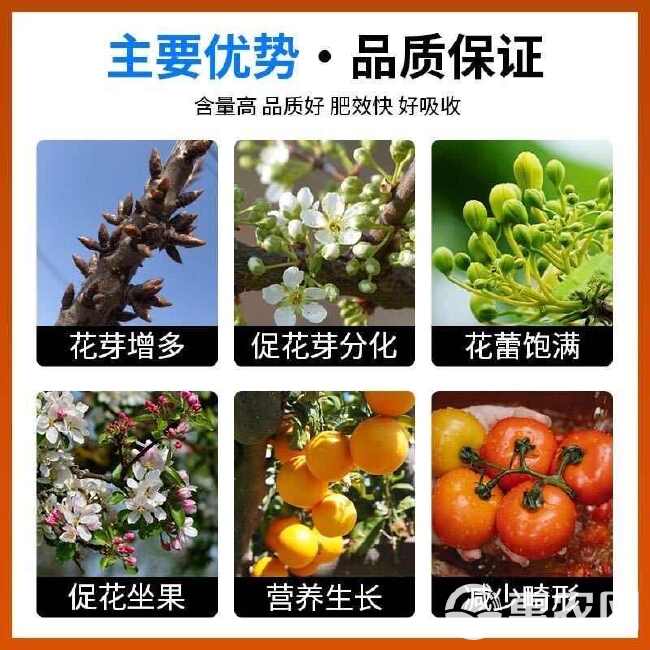 促花素高磷肥促进花芽分化提高坐果率