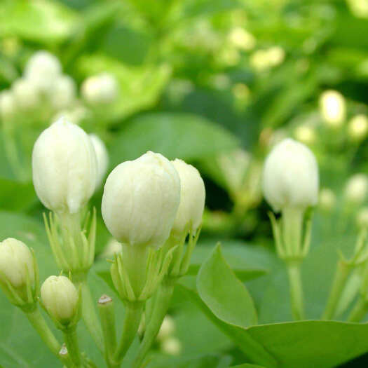 元江县茉莉花