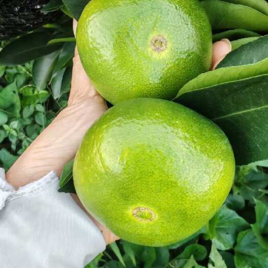 资阳蜜桔  四川雁江早熟蜜橘上市了。