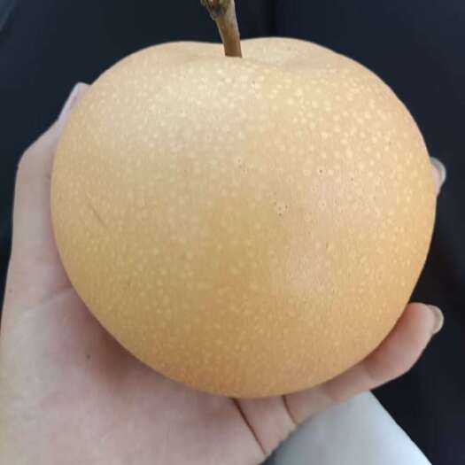 菏泽秋月梨