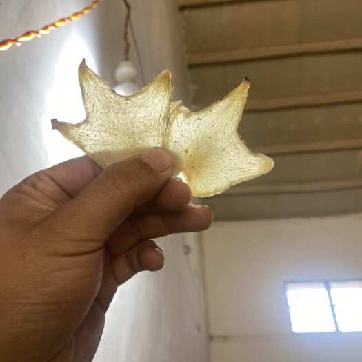 昆明白芨片