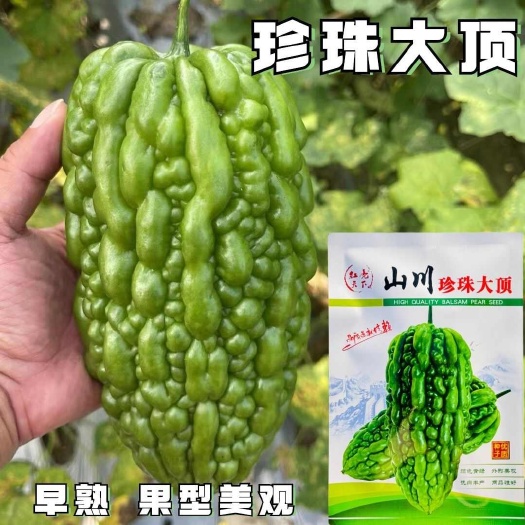 山川珍珠大顶苦瓜速生长厚肉耐寒耐热基地种植苦瓜种子抗病