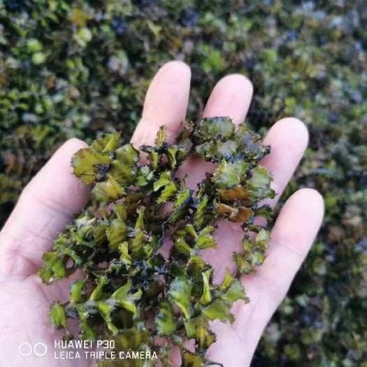 菹草麦黄草种子石芽种籽虾草小龙虾养殖耐低温水草沉水植物