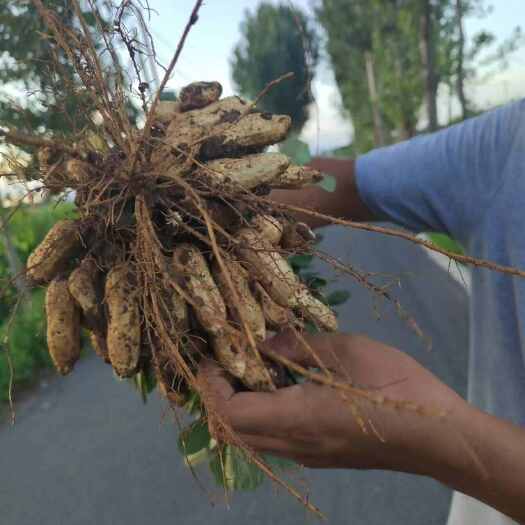 大名县2024年黑花生果吗，黑花生米开始预订了