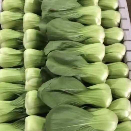 昆明昆明上海青，一手货源