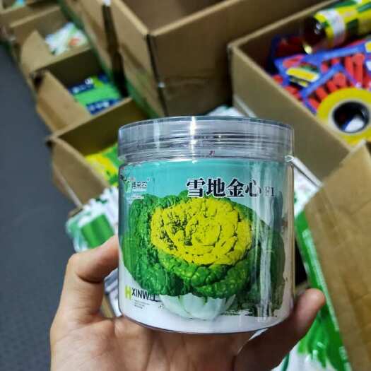 西安黄心乌菜种子塌地乌8号耐寒黄心菜种子露地越冬