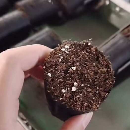 广州育苗基质杯