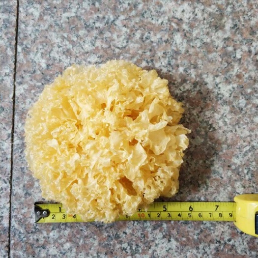 古田县古田出胶银耳干货福建无硫糯孕妇袋装白木耳o雪耳小包装