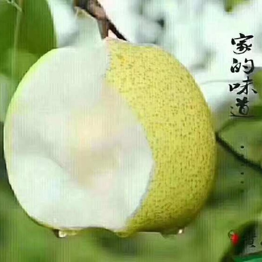 砀山县百年老梨树