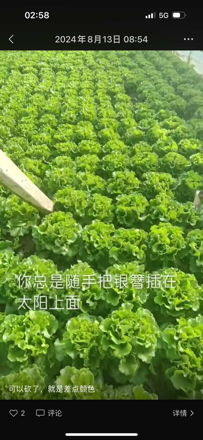 昆明意大利生菜，产地一手货源