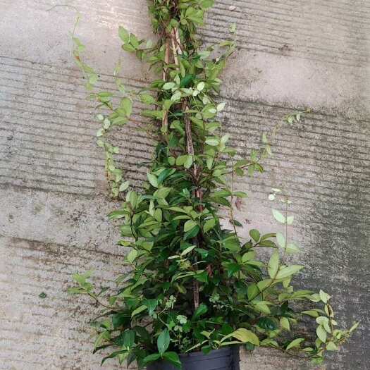 郎溪县风车茉莉2加仑，1.5米藤长