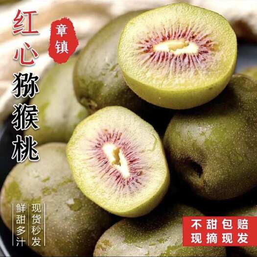 嵊州市浙江省绍兴市上虞区章镇镇红心猕猴桃开始采摘了，