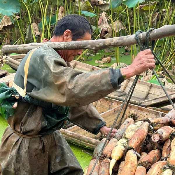 洪湖粉藕原产地直供