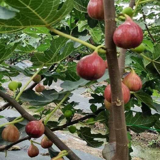 简阳市当年结果【无花果树苗】无花果苗 硕果累累