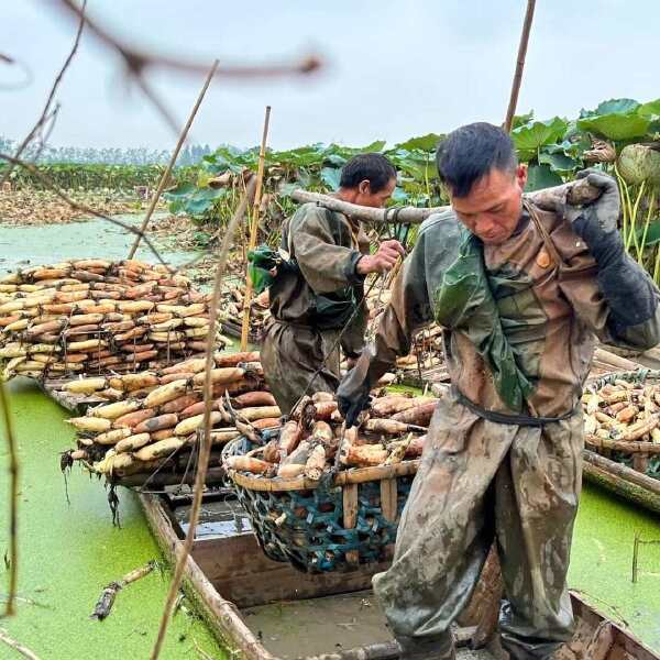 洪湖粉藕原产地直供