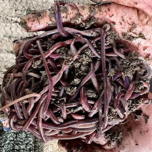 开平市纯牛粪紫电蚯蚓，活力十足，个大肉厚！
