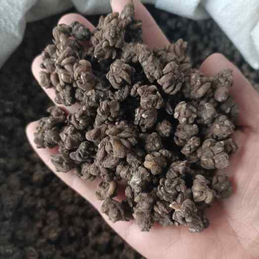 猫爪草 水洗 散结汤配料之一