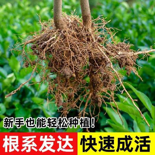 新县花椒苗