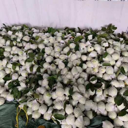 长沙需要番石榴请联系