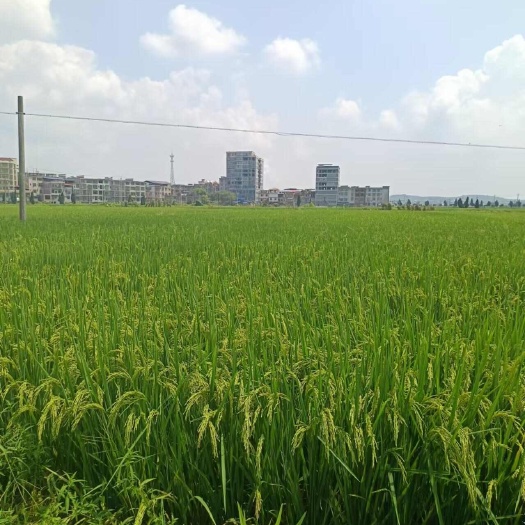 衡阳湖南省衡阳地区  水稻田 村集体资源出租