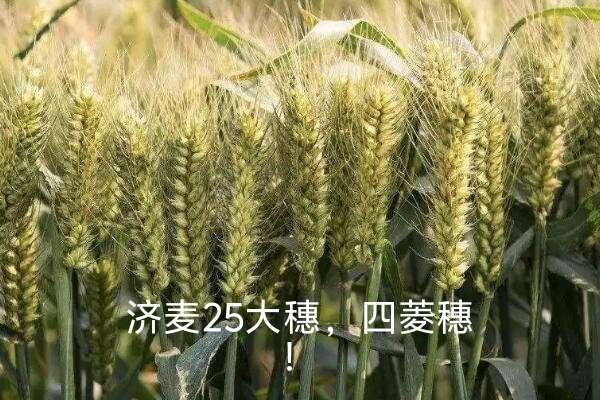 济麦25，矮秆，大穗，四楞穗。育种者:山东省农业科学院选育。