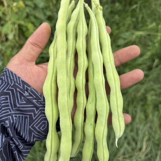 白架豆，白不老，圆棍条