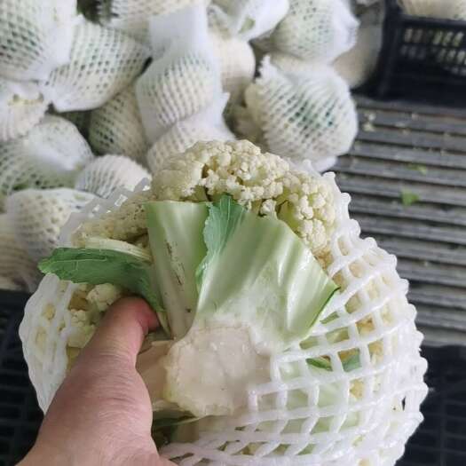 通许县精品松花菜，乳白小米粒 大量供应  商超对接 量大从优