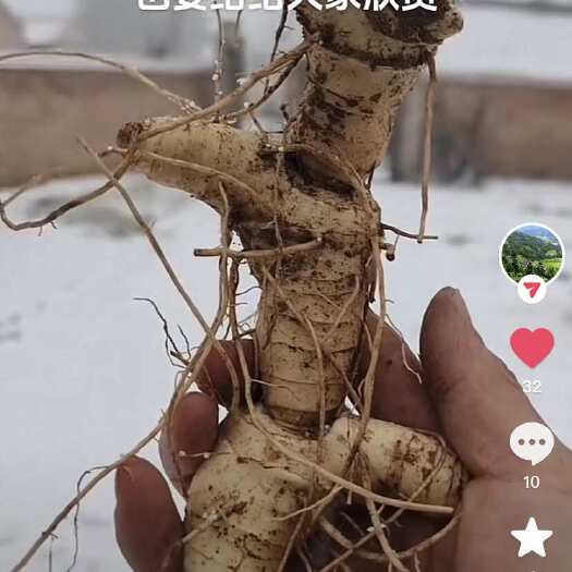 富县黄精大量批发