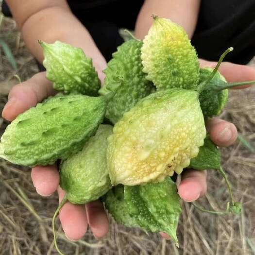 野苦瓜金秀大瑶山野生苦瓜小苦瓜足干现称现卖苦瓜