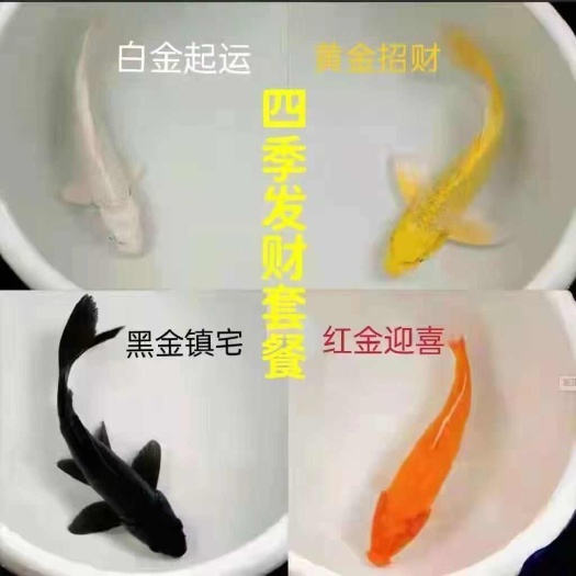 镇平县锦鲤