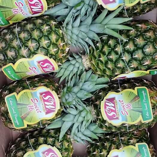 广州加农新鲜凤梨脆甜