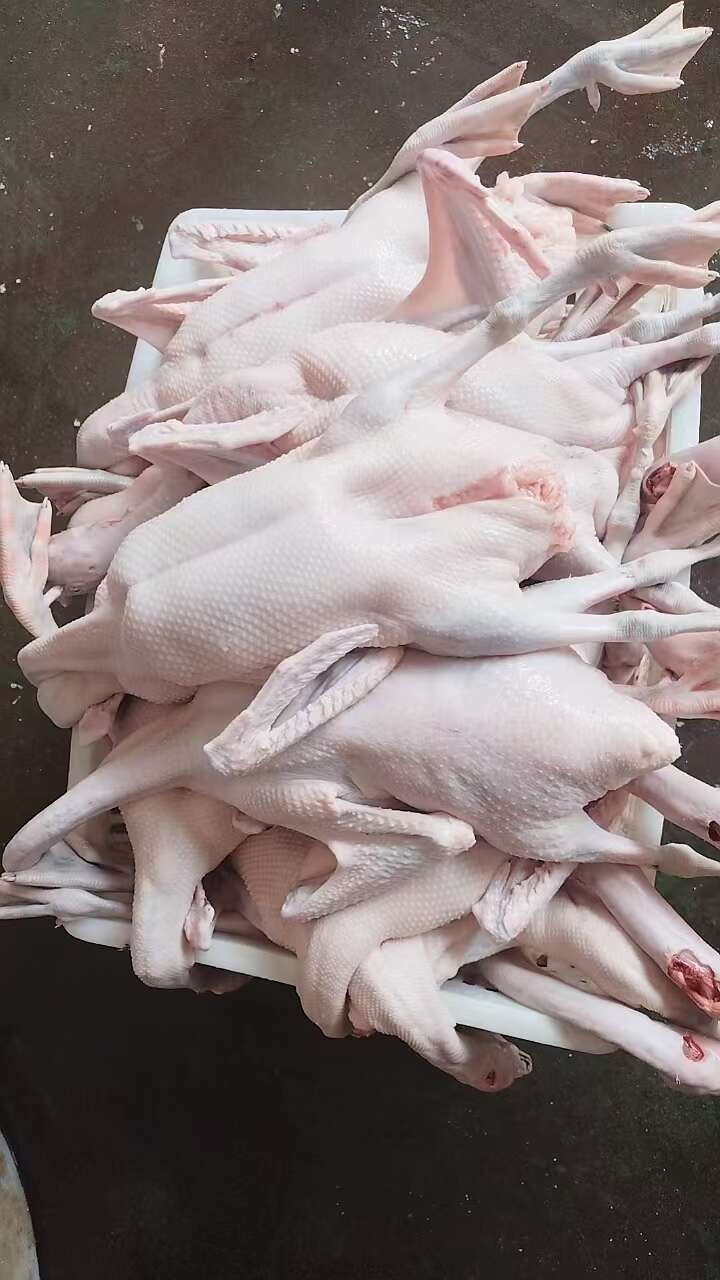 广东黑棕鹅，烧鹅首先6一10斤大量有货，质量有保证