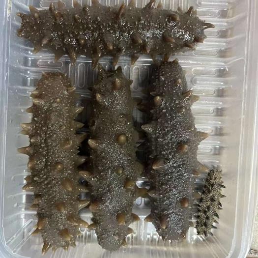 大连海参（沧州批发）浮阳南大道金融大厦路东边