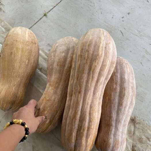 资阳蜜本南瓜鲜瓜，大小车都接，管够，各种品质