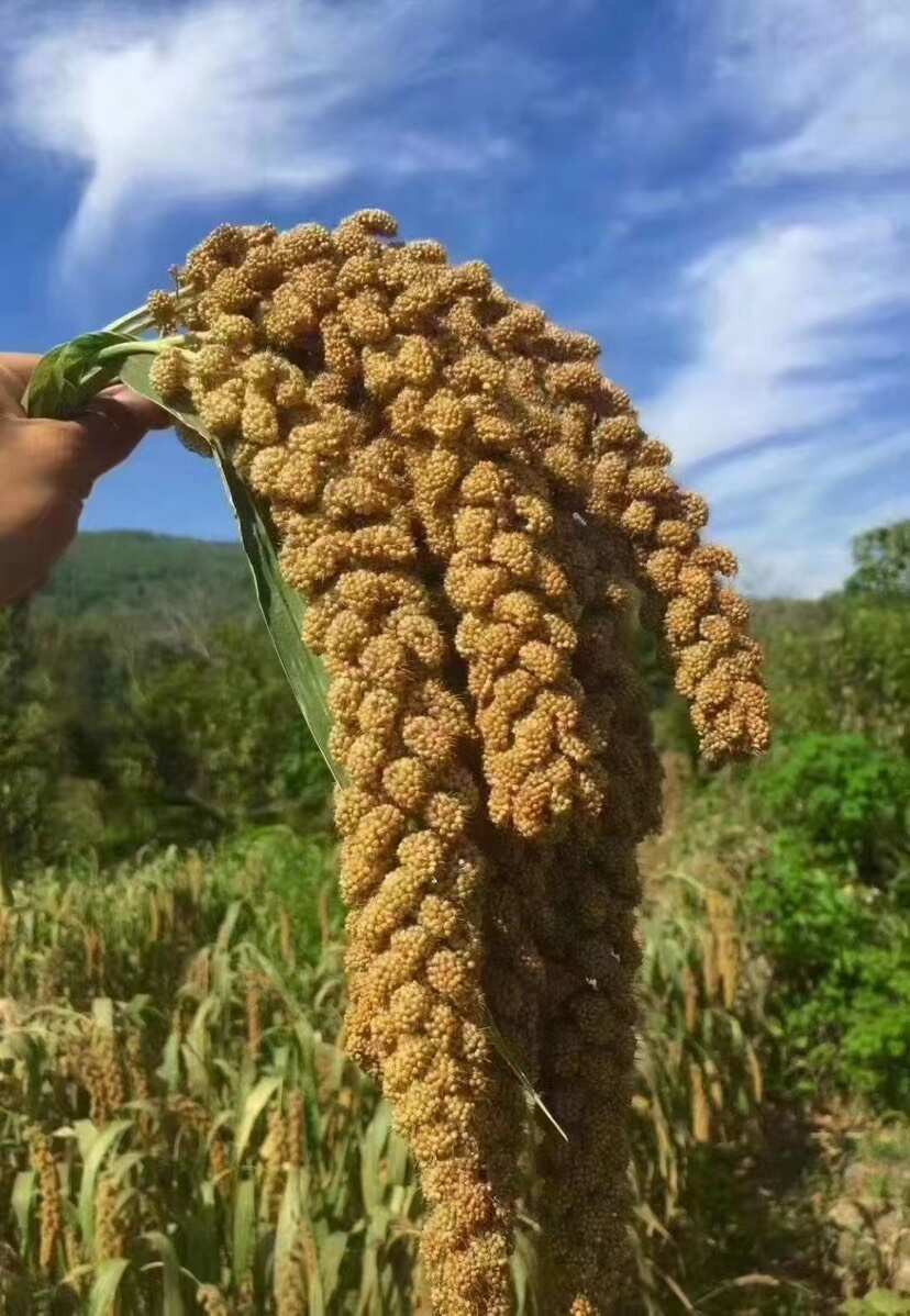 沂蒙山費(fèi)縣芍藥山小米，顏色正，米油含量高