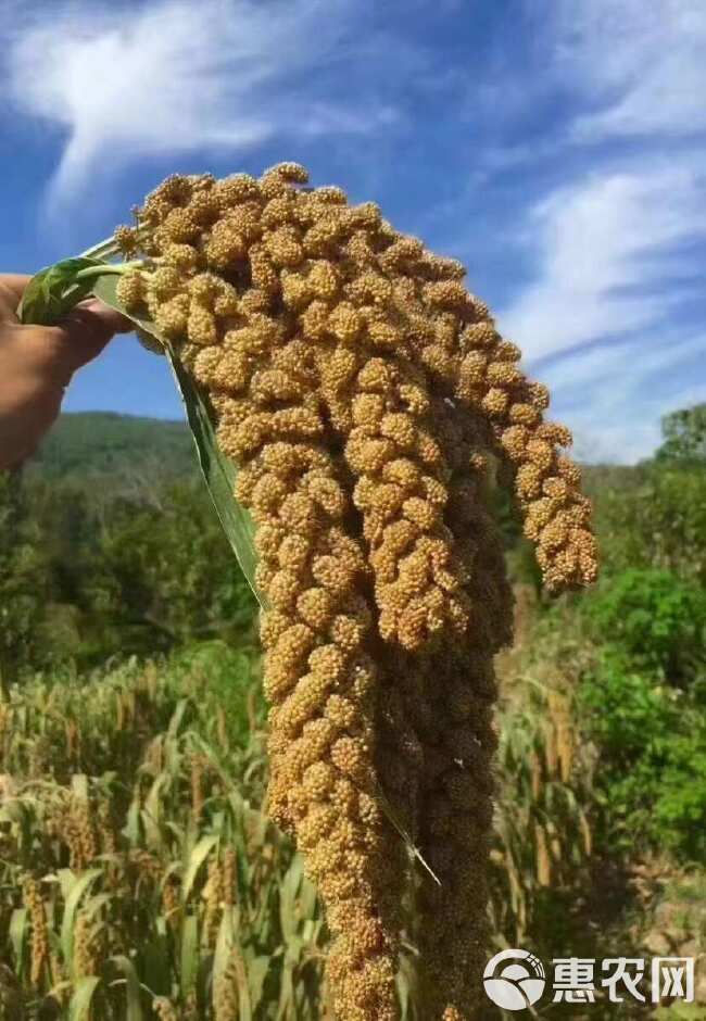 沂蒙山费县芍药山小米，颜色正，米油含量高