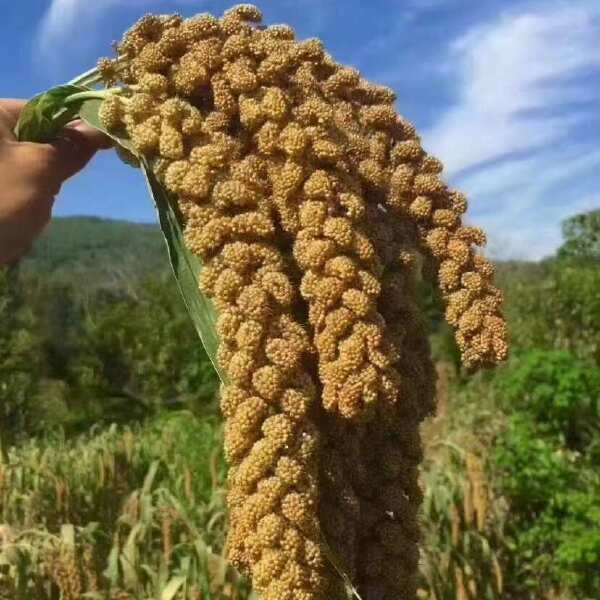 沂蒙山费县芍药山小米，颜色正，米油含量高