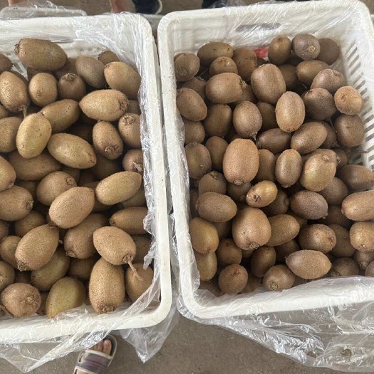 周至县陕西周至翠香猕猴桃，次果，商品果整车批发