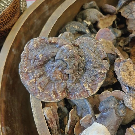 拉萨灵芝粉自然生长的灵芝
