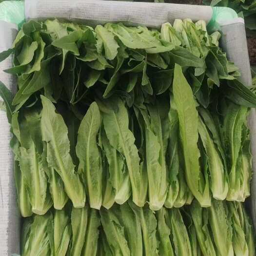 嵩明县油麦菜快菜