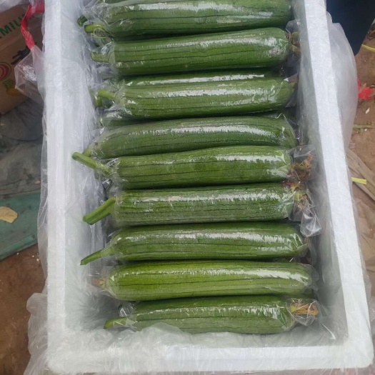 河南油丝瓜，保质保量。视频看货，线上保障交易