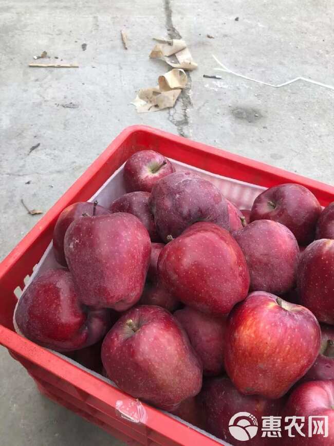 天水花牛苹果 专业电商代发基地直供 量大优惠