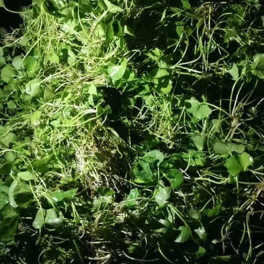 南宁嫩绿新鲜雷公根积雪草 绿色 凉茶食材 抢手货，每天都有