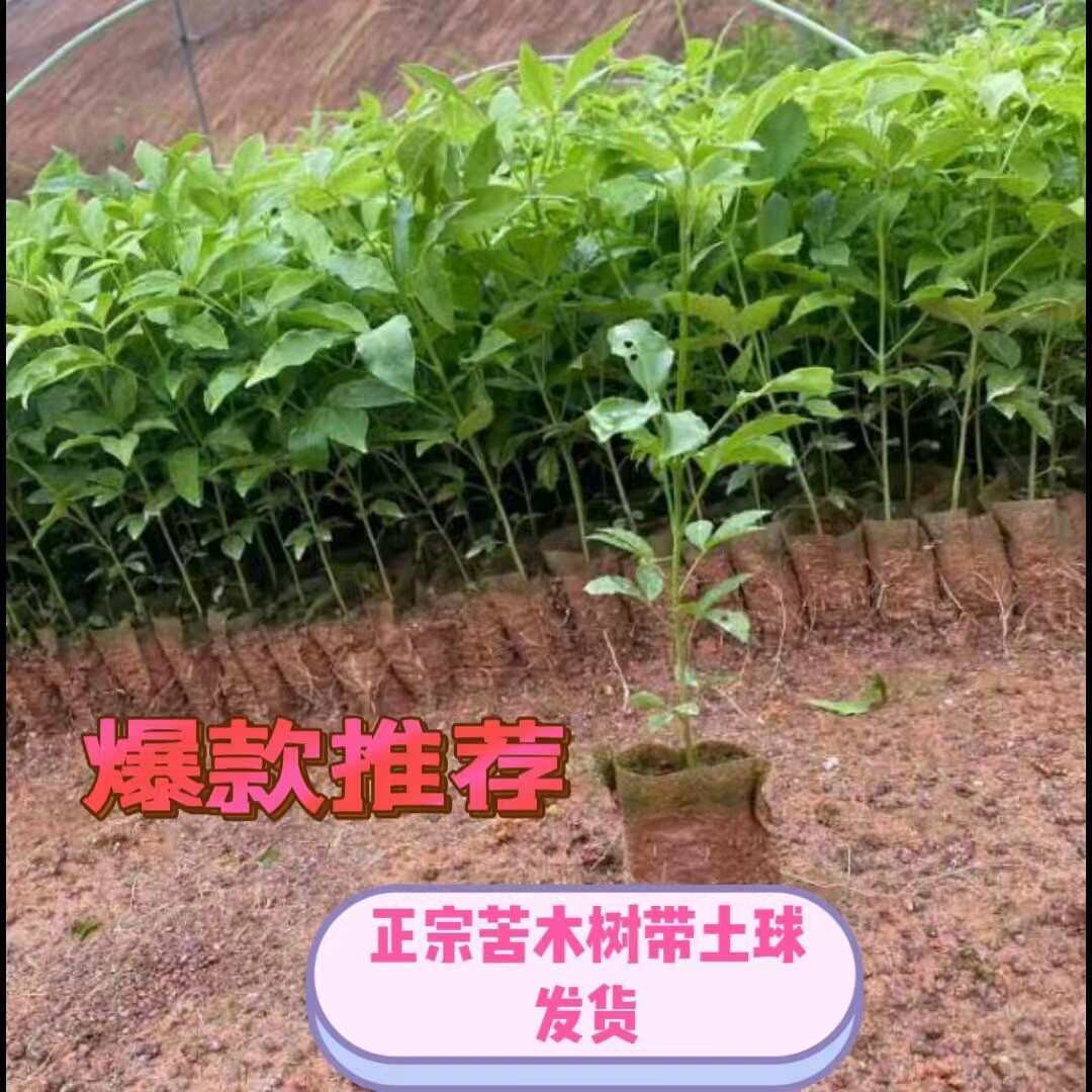 苦木树三叉苦苗三桠苦药材树苗三Y苦易活庭院室耐热鸡骨落叶