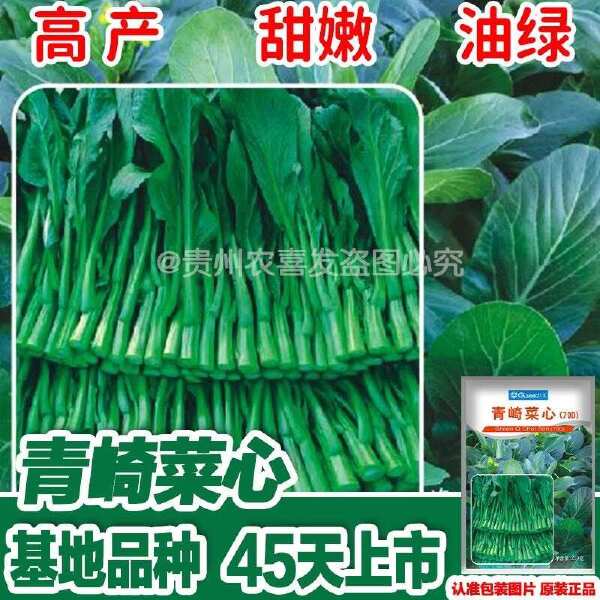 青崎菜心广东油青甜菜心种子四季甜菜心种子蔬菜青菜心蔬菜种子