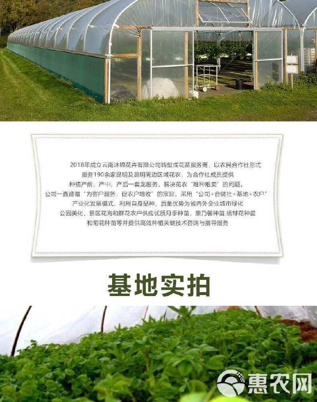 云南昆明基地直供【骄傲】大花月季小苗扦插苗鲜切花种苗四季开花