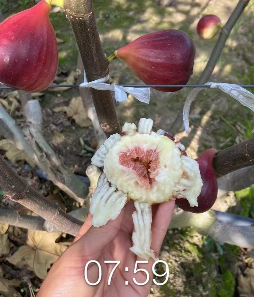本地南汇无花果
