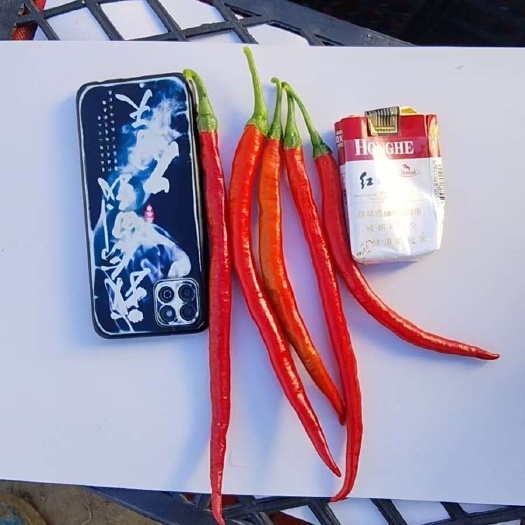敖汉旗线椒，供货量足，优质红绿椒